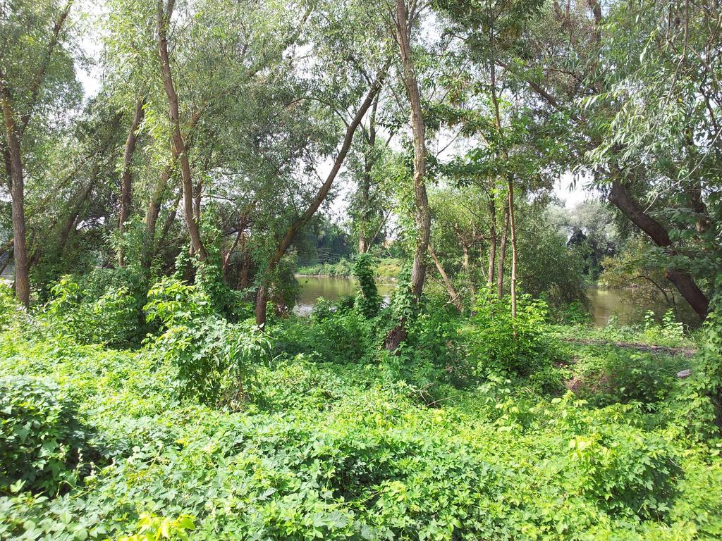 Pensiunea Lunca อาราด ภายนอก รูปภาพ