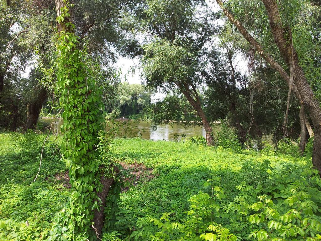 Pensiunea Lunca อาราด ภายนอก รูปภาพ